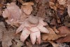 Hvězdovka červenavá (Houby), Geastrum rufescens (Fungi)